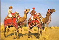 Camel Safari, Rajasthan Travel Guide