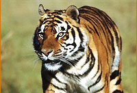 Tiger, Wildlife in India